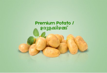 Premium Potato / ഉരുളക്കിഴങ്ങ് - 500gm 